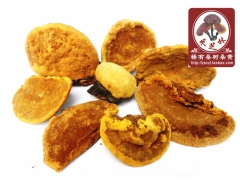 野生稀有桑树桑黄供应图1