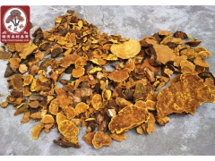 供应野生稀有桑黄桑黄图1