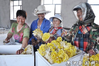 長水河農(nóng)場食用菌基地蘑菇采摘忙 ()