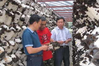 吊袋木耳助達斡爾民族鄉(xiāng)農(nóng)牧民致富增收 ()