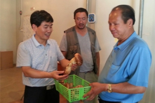中國食用菌協(xié)會到云南省調(diào)研野生菌產(chǎn)業(yè)發(fā)展情況 ()