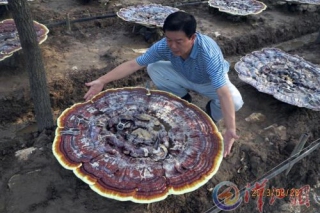 李仕軍靈芝培育收入可達300萬元 ()