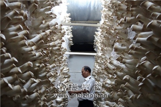 梅州確保食用菌出口安全 ()