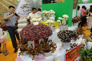 農(nóng)民朋友用創(chuàng)意打造靈芝盆景 ()