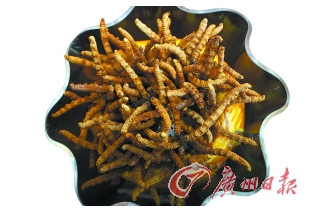 中秋將至  蟲(chóng)草價(jià)格下滑 ()