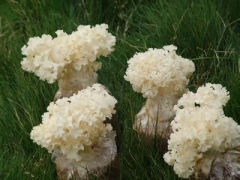 上海求购绣球菇鲜品图1