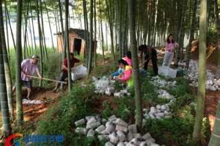 慶元縣食用菌管理局試驗(yàn)姬松茸覆土栽培 ()