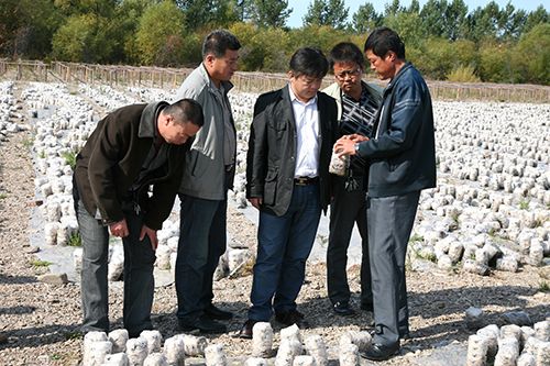 近日，伊图里河林业局绿色食用菌产业调研组到克一河林业局参观学习。他们先后到黑木耳养殖基地、大兴安岭诺敏绿业有限公司实地考察，深入了解黑木耳培育、养殖、生产加工、销售等情况，并就食用菌产业对接等事项进行了座谈。郑云涛 摄