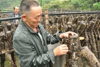 黑木耳豐收耳農(nóng)樂(lè) 陰雨綿綿采摘難 ()