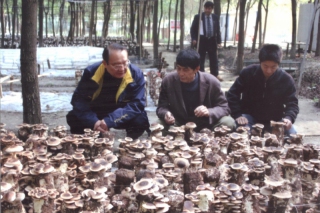 當(dāng)代菇神彭兆旺的科技人生 ()