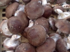 大量供应通货平面香菇图1