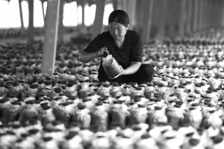 蘑菇菌包：國(guó)內(nèi)發(fā)菌 國(guó)外出菇 ()