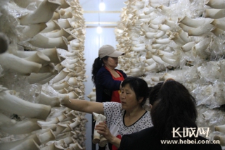 承德雙承生物科技工廠化杏鮑菇項(xiàng)目順利投產(chǎn) ()