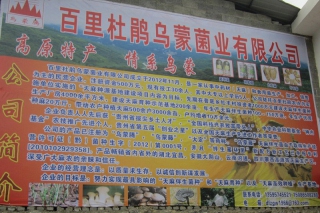百里杜鵑建成貴州省最大天麻種源基地 ()