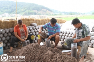 姚仁余平菇栽種忙 ()