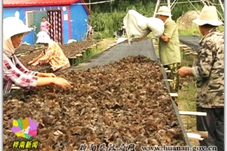 木耳富了種植戶(hù) ()