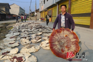 靈芝豐收  農(nóng)民增收 ()
