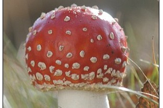美雜志因向讀者推薦可致幻蘑菇緊急下架 ()
