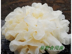 厂家直供分宜玉耳原生态无熏特级银耳图1