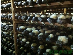 厂家直供分宜玉耳原生态无熏特级银耳图3