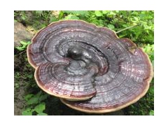 野生灵芝大量批发图1