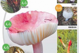 解讀嶗山野生蘑菇 ()