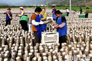 印江縣食用菌產(chǎn)業(yè)發(fā)展態(tài)勢喜人 ()