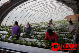 共青團(tuán)農(nóng)場草莓套種食用菌發(fā)展有機(jī)農(nóng)業(yè) ()