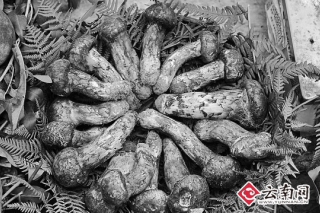 七彩云南寶島行 南南合作有機(jī)遇 ()