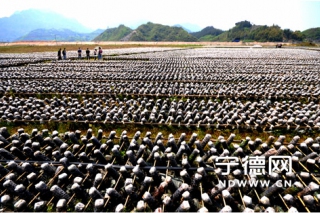 古田縣提質(zhì)增效推動食用菌產(chǎn)業(yè)轉(zhuǎn)型升級 ()