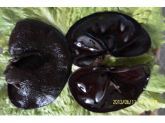 仿野生栽培的：白背木耳图3