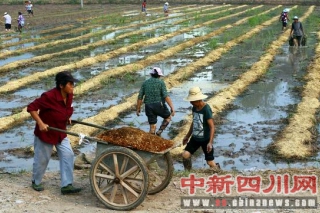 華鎣市：稻田種食用菌實現(xiàn)糧增產(chǎn)、錢增收 ()