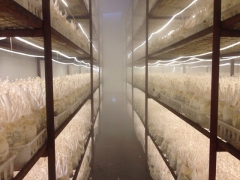 海鲜菇专用LED灯图1