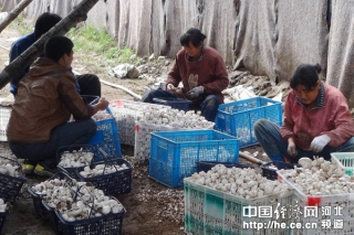 食用菌產(chǎn)業(yè)成為承德縣富民增收的支柱產(chǎn)業(yè) ()