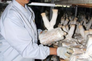 安遠(yuǎn)縣食用菌產(chǎn)品遠(yuǎn)銷美洲 ()