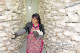 屏南首家工廠化食用菌企業(yè)生產(chǎn)杏鮑菇供不應(yīng)求 ()