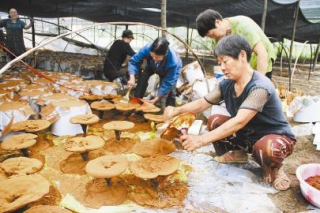 廣元朝天區(qū)食用菌基地種植戶平均收入達3.3萬元 ()