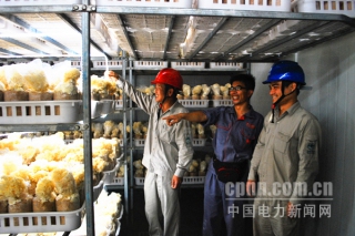 尤溪供電公司助力食用菌企業(yè)發(fā)展 ()