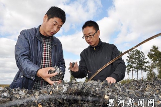 二龍山農(nóng)場種植戶劉豐種植黑木耳收入近40萬元 ()
