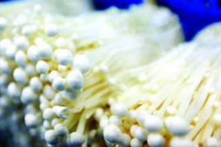 上海寶山區(qū)羅店鎮(zhèn)天平村食用菌生產(chǎn)做出“循環(huán)經(jīng)濟” ()