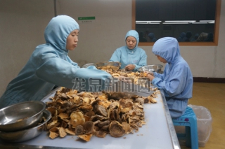 “天和食品”食用菌出口額達500多萬美元 ()