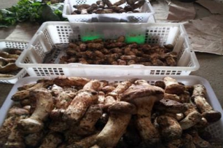 寧安市臥龍鄉(xiāng)迎來松茸收、售旺季 ()