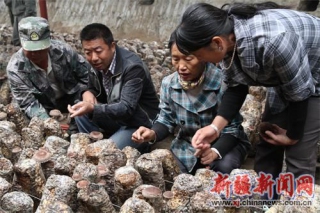 兵團第四師七十五團試種香菇促農(nóng)增收 ()