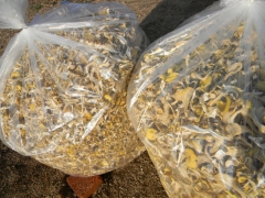 大量出售榆黄蘑干品图1