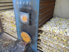 大量出售榆黄蘑干品图2