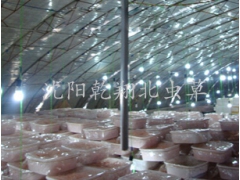 沈阳乾翔食用菌、虫草、虫草花种植基地图3