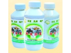 大槐树生物科技供应光大菌王图1