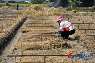 慶元屏都街道村民為黑木耳出菇做準(zhǔn)備 ()