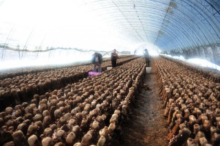 佘選東的食用菌合作社年可獲效益150萬(wàn)元 ()
