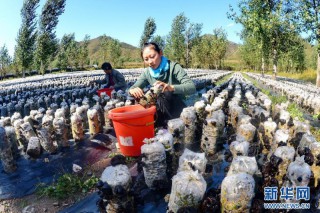 青龍縣東升食用菌合作社黑木耳年銷(xiāo)售達(dá)200多萬(wàn)元 ()